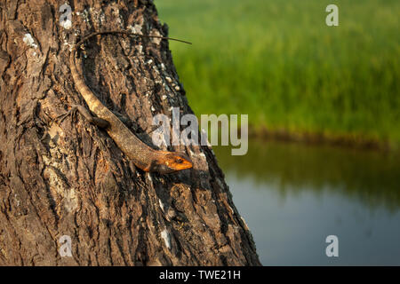 Gemeinsamen garten Echse, Eastern Garden Lizard oder veränderbaren Eidechse Khulna, Bangladesh Stockfoto