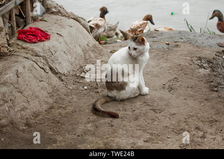 Hauskatzen in Khulna, Bangladesh. Stockfoto