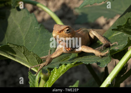 Gemeinsamen garten Echse, Eastern Garden Lizard oder veränderbaren Eidechse Khulna, Bangladesh Stockfoto