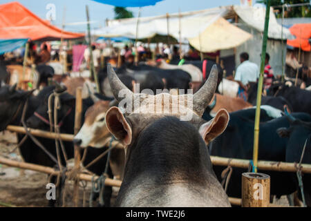 Joraget Viehmarkt in Khulna City. Bangladesch. Stockfoto