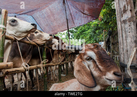 Joraget Viehmarkt in Khulna City. Bangladesch. Stockfoto