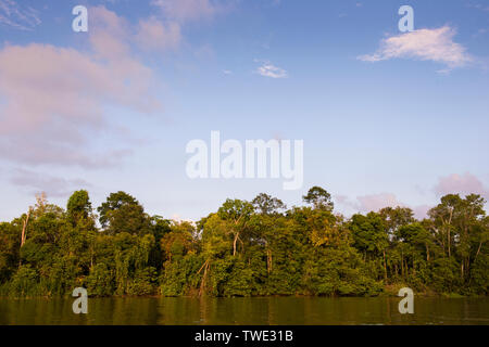 Bäume entlang des Kinabatangan Flusses, Sabah, Borneo, Malaysia. Stockfoto