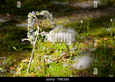 Pappel auf dem Boden Stockfoto
