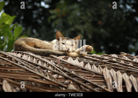 Hauskatzen in Khulna, Bangladesh. Stockfoto