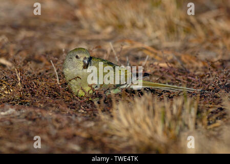 Red Rumped Papagei, Psephotus haematonotus, weiblichen Fütterung auf Samen auf den Boden Narromine, Central West New South Wales. Stockfoto