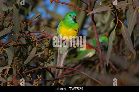 Red Rumped Papagei, Psephotus haematonotus, in einem Baum an Narromine gehockt, das Central West New South Wales. Stockfoto