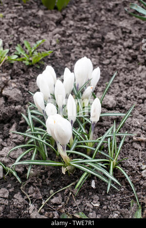 Weißen Schneeglöckchen Frühlingsblumen Detailansicht auf der Erde Hintergrund Stockfoto