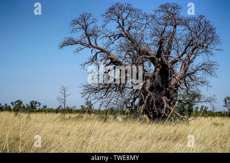 Sehr alte Boab Baum ohne Blätter und Gras im Vordergrund. Stockfoto