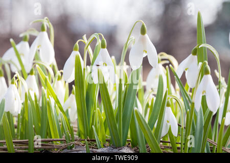 Weißen Schneeglöckchen Frühlingsblumen Detailansicht auf im Hintergrund Stockfoto