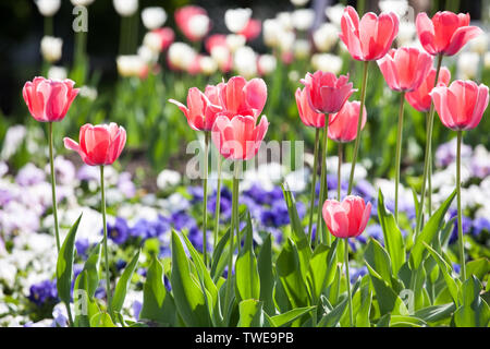 Blumenbeet mit roten Tulpen, weißen und blauen Stiefmütterchen im Frühjahr park Detailansicht Stockfoto