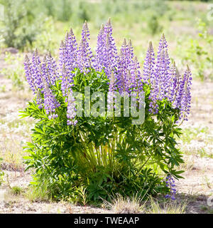 Big violett Lupin blumen strauß Detailansicht bei Tageslicht im Freien wiese Hintergrund Stockfoto