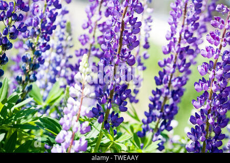 Rosa und Violett Lupin blumen Detailansicht bei Tageslicht im Freien wiese Hintergrund Stockfoto