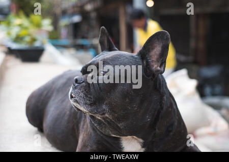 Schwarze Französische Bulldogge pet vor dem Haus sitzen Stockfoto