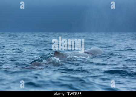 Pottwal (Physeter macrocephalus) Stockfoto