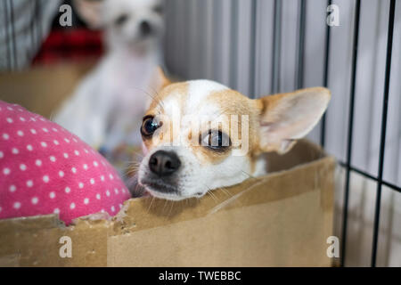 Welpe weiß braun Chihuahua starrten in Feld Stockfoto