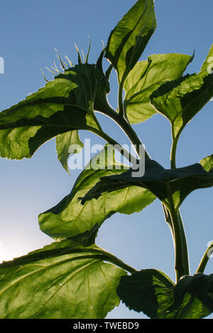 Große Sonnenblumen gegen den Himmel in der Tageszeit Stockfoto