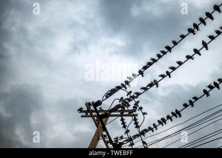 Herde von Tauben hängen elektrische Leitungen bei bedecktem Himmel Stockfoto