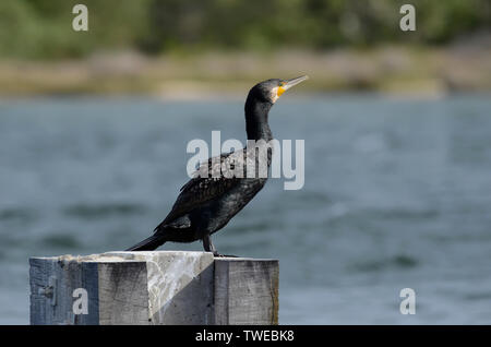 Ein Kormoran auf einem Holzgestell, und strecken ihre Flügel, Lakes Entrance, Victoria, Australien. Stockfoto