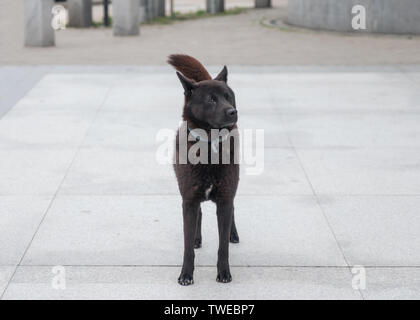 Junge schwarze Hund mit Halsband mit Blick auf im Tempel Stockfoto