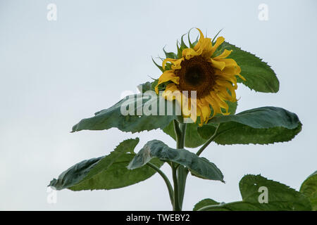 Große Sonnenblumen gegen den Himmel in der Tageszeit Stockfoto