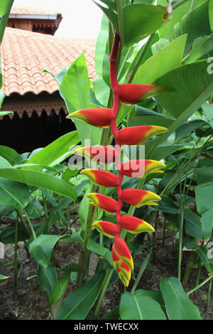 Nahaufnahme von Heliconia Blume Stockfoto