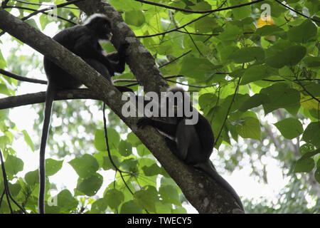 Dunkelblättrige Affen (Trachypithecus obscurus) auf einem Baum, Malaysia Stockfoto