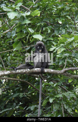 Dunkler Blattaffen (Trachypithecus obscurus) auf einem Baum, Malaysia Stockfoto