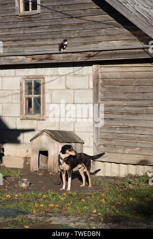 Hund an der Leine in der Nähe seiner hölzernen Stand Stockfoto