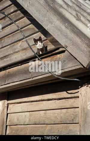 Katze auf das Visier eines hölzernen Scheune Aalen in der Sonne und mit Blick auf die Kamera Stockfoto