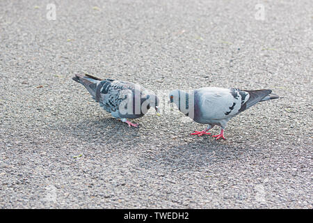 Zwei Tauben finden Sie Lebensmittel in einer Straße. Stockfoto