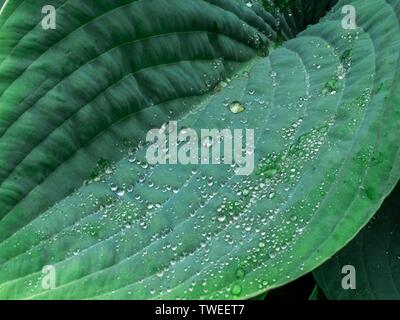 Wassertropfen auf der Oberfläche in Spannung gehalten auf dem Blatt einer Pflanze Hosta Halcyon Stockfoto