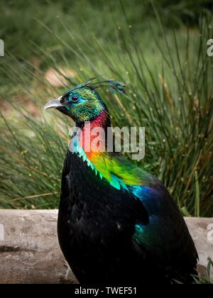 Eine majestätische Himalayan Monal Pheasant zeigt seine irisierenden Hals Gefieder Stockfoto