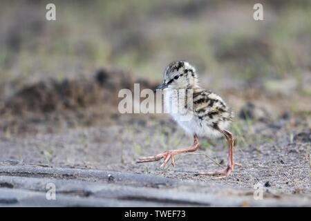 Gemeinsame Rotschenkel (Tringa totanus), Chick, laufen, Texel, Westfriesische Inseln, Provinz Noord-Holland, Niederlande Stockfoto