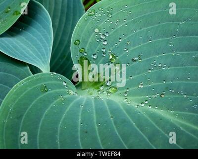 Wassertropfen auf der Oberfläche in Spannung gehalten auf dem Blatt einer Pflanze Hosta Halcyon Stockfoto