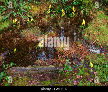 USA, Washington, Olympic National Park, Skunk - Kohl (Lysichitum americanum) Blüht im Regenwald bog; Quinault Tal. Stockfoto