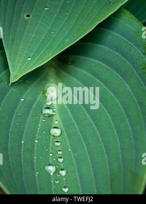 Wassertropfen auf der Oberfläche in Spannung gehalten auf dem Blatt einer Pflanze Hosta Halcyon Stockfoto