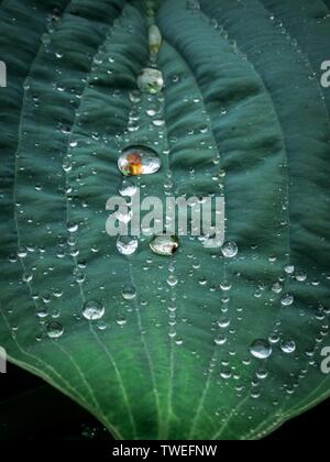 Wassertropfen auf der Oberfläche in Spannung gehalten auf dem Blatt einer Pflanze Hosta Halcyon Stockfoto