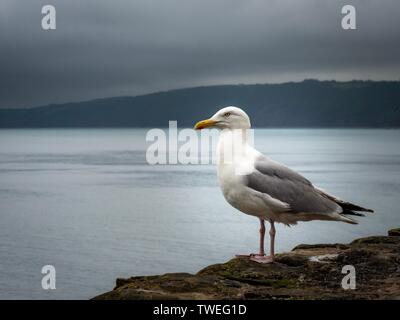 Eine Silbermöwe sitzt auf einem Felsen im Hafen an einem bewölkten bewölkt Tag in Devon, Großbritannien Stockfoto