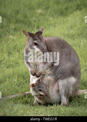 Ein erwachsener Wallaby mit einem kleinen Joey peeking aus ihrer Tasche Stockfoto