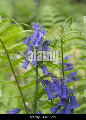 Ein Leiter der bluebells unter Farne im Wilden englische Landschaft Stockfoto