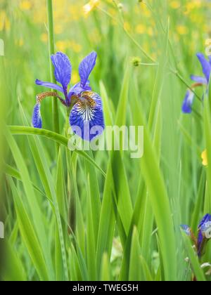 Eine Nahaufnahme Bild eines wilden Blue Iris im Gras eines wildflower Meadow Stockfoto