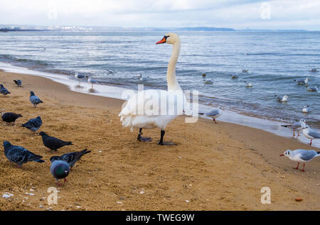 Schwäne und Möwen am Strand an der Ostsee in Sopot, Polen Stockfoto