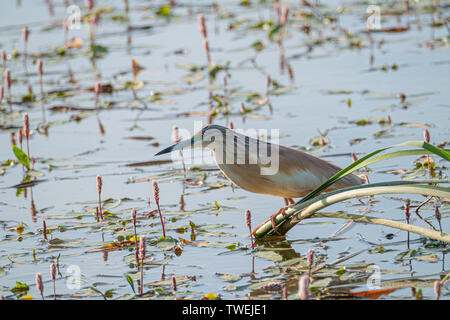Squacco Heron, Ardeola ralloides, thront auf einem Zweig warten Fisch auf den Wassern des Flusses zu Stockfoto