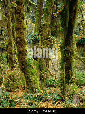 USA, Washington, Olympic National Park, Moos klammert sich Ahorn im Herbst bigleaf; Hoh Regenwald. Stockfoto