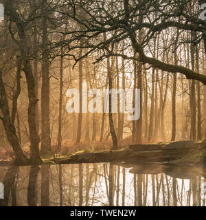 Atemberaubende Landschaft Bild des immer noch Strom in Lake District Wald mit schönen Sonne strahlen und Leuchten hinter den Bäumen in den immer noch Wasser spiegelt Stockfoto