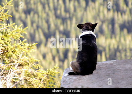 Allein Hund sitzt auf Felsen vor dem Hintergrund der unglaublichen Berglandschaft Stockfoto