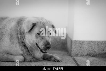 Closeup trauriger Hund liegend auf Betonboden. Fat Hund warten Besitzer gelangweilt. Ausdruck Gesicht von Haustieren. Adorable pet. Müde, deprimiert. Stockfoto