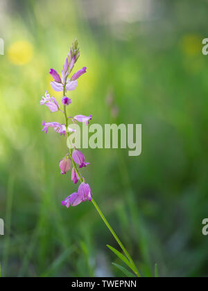 Adenia vulgaris, gemeinsame Milkwort detail. Stockfoto