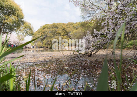 Kirschblüten im Touzhu Stockfoto