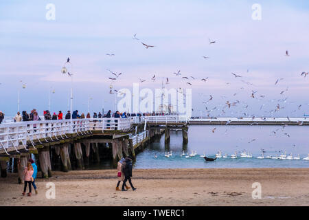 Sopot, Polen - Februar 06, 2019: Den Sopot Pier ist der längste Holzsteg Europas. Menschen gehen und füttern die Schwäne am Strand von Sopot, Polen Stockfoto